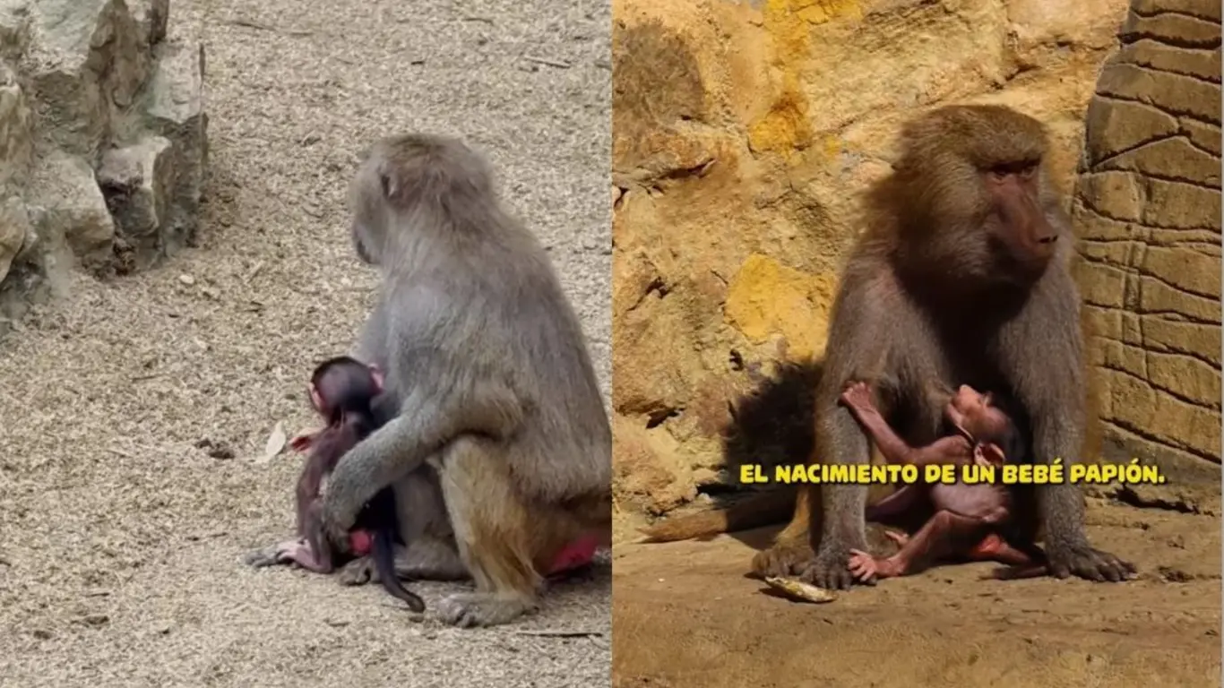 nace cría de papión sagrado en zoológico de Cali