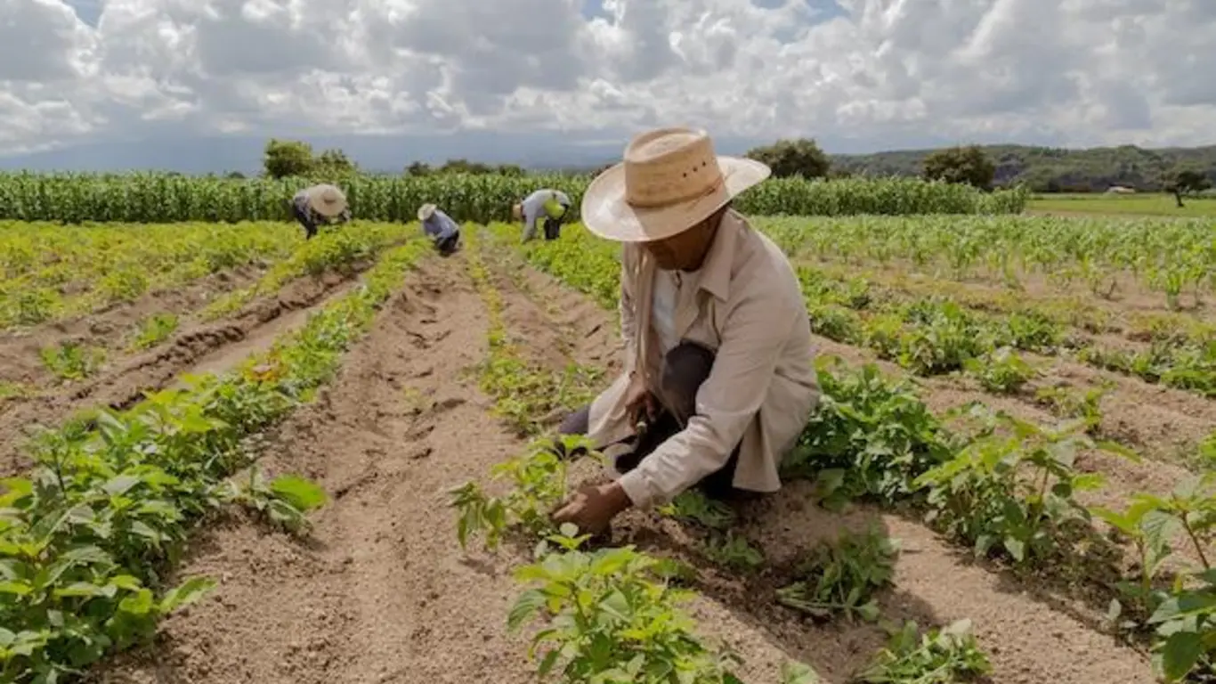 Campesinos agricultura