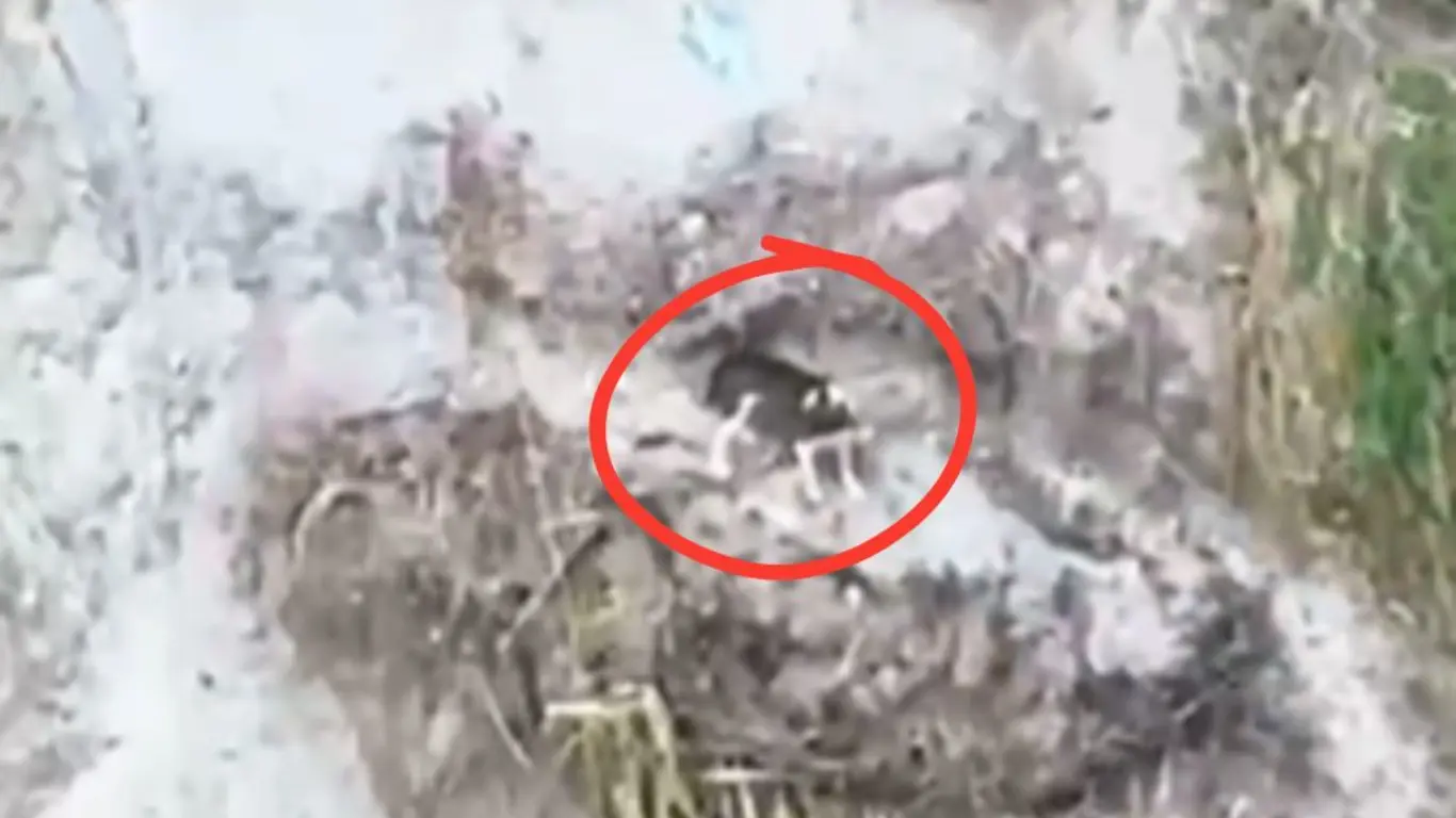 Perro cayó a un abismo en Cajamarca, Tolima, y lleva varios días esperando ser rescatado