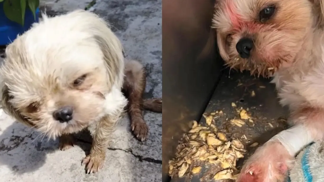 Perrita murió tras ser golpeada y abusada en San Roque Antioquia