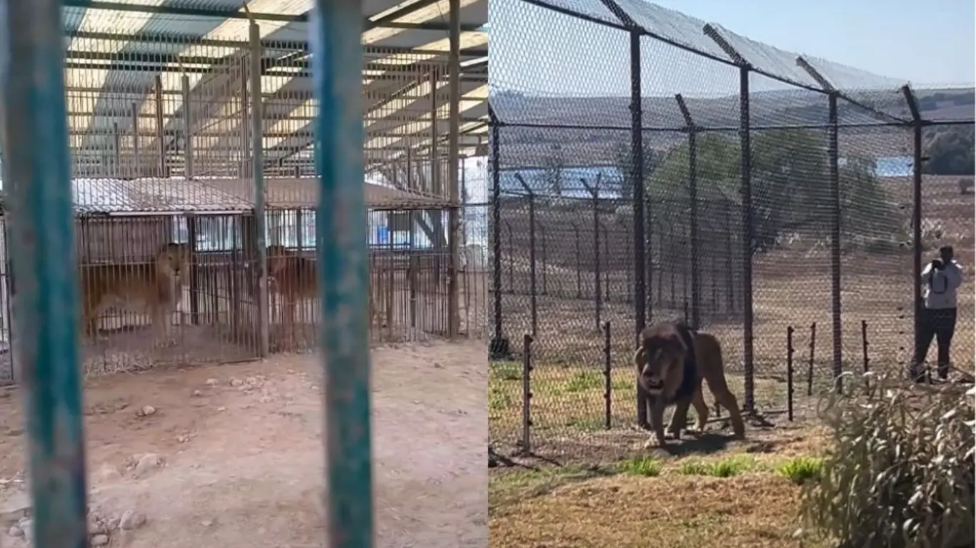 De pequeñas jaulas a santuarios: así fue el rescate de 30 leones y tigres tras décadas de maltrato