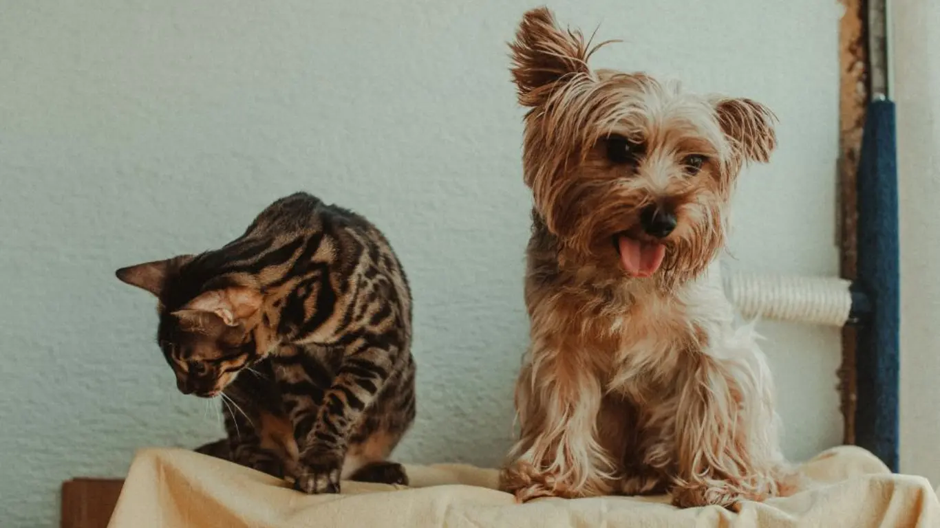 Mascotas perro y gato