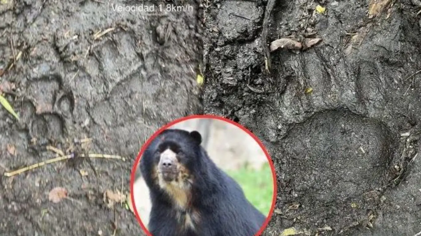 Video de oso andino comiendo ganado