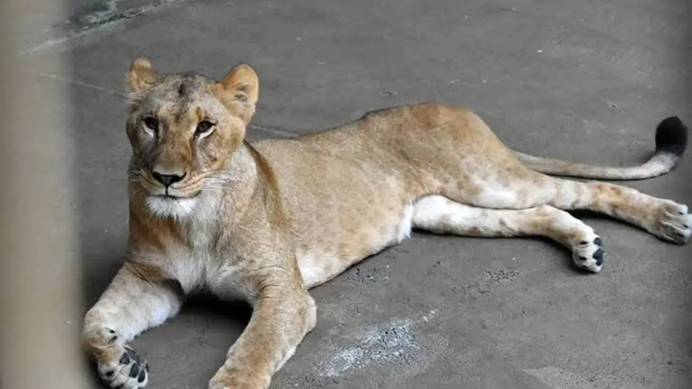 Tres leonas mueren en un zoológico de Tokio durante la ola de calor en Japón