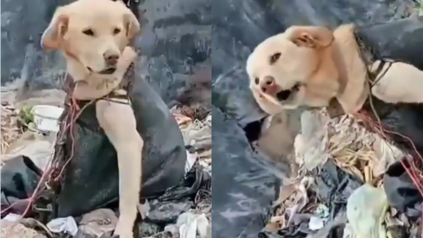 Denuncian abandono y maltrato de perros en relleno sanitario de Ipiales