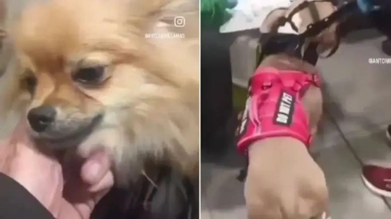 Pareja abandonó dos perros en El Dorado