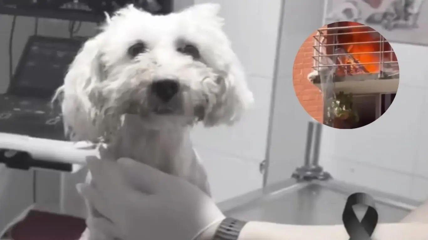 Murió Molly, la perrita que saltó desde un quinto piso para escapar de un incendio en Neiva