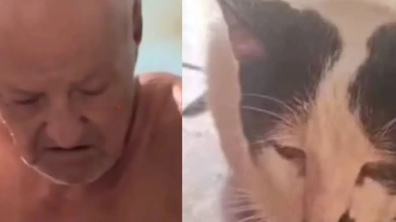 Caso de presunto abuso sexual contra un felino en Puerto Wilches genera consternación; autoridades rescataron 24 animales