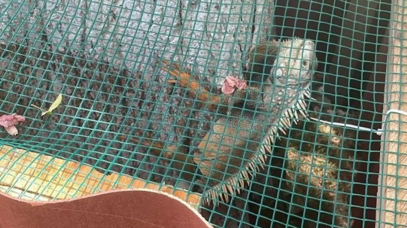 Iguanas San Martín