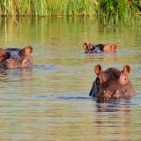 Hipopótamos especie invasora 