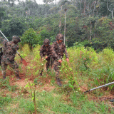 Erradicación cultivos ilícitos