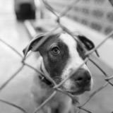 PERROS EN CAUTIVERIO