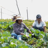 banco agrario dia del campesino