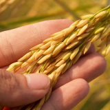 arroz cultivo