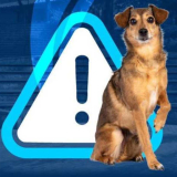 Campaña perros callejeros Grancolombiano