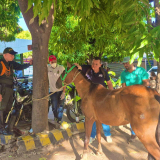 Conductor capturado por maltrato a caballo. 