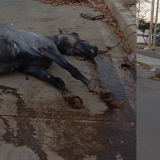 Muerte de caballo en Valledupar