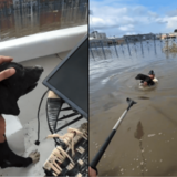 El perrito se acercó a los rescatistas en medio de la inundación