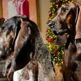 Sabueso Fino Colombiano