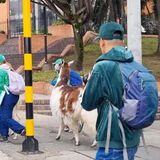 Equipo de la Alcaldía de Bogotá trasladando algunas llamas usadas para trabajar en el espacio público