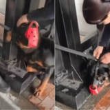 Maltrato animal en estación de Transmilenio