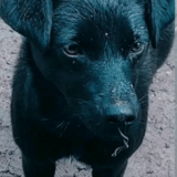 denuncia de maltrato animal en boyacá 310526