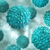Norovirus 
