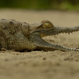 caiman llanero