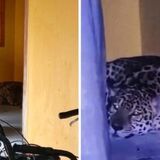 jaguar en universidad nacional sede amazonía