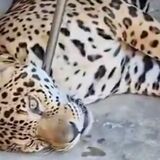 jaguar rescatado escapó