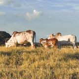 Ganadería vacas
