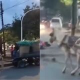 Indignación en Cauca por caso de crueldad animal contra un caballo desnutrido que halaba una pesada carreta