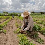 Campesinos agricultura