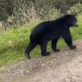 Oso Chingaza