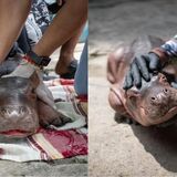 Rescatan en Puerto Nare a una cría de hipopótamo
