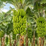 Cultivos de plátano