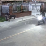 robo perro