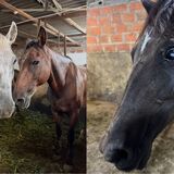 Rescatan seis caballos que iban a ser sacrificados en matadero clandestino