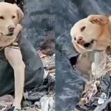Denuncian abandono y maltrato de perros en relleno sanitario de Ipiales