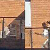Mujer golpea con correa de cuero a dos perros amarrados
