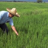 “No siembren arroz, no es rentable”: polémica declaración del ministro de Agricultura