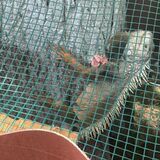 Iguanas San Martín