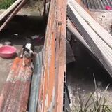 Perrito medellín